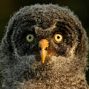 Baby Great Gray Owl  #1 Poster