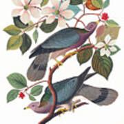 Band-tailed Pigeon #1 Poster