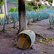 Barrels And Agaves #2 Poster
