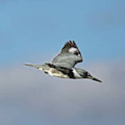 Belted Kingfisher In Flight #1 Poster