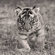 Bengal Tiger Cub #1 Poster