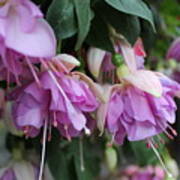 Blooming Fuchsia #1 Poster