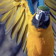 Blue And Gold Macaw #1 Poster
