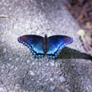 Blue Butterfly #1 Poster