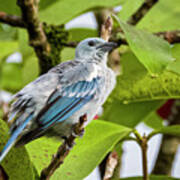 Blue Gray Tanager La Macarena Meta Colombia #1 Poster