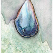 Blue Mussel #1 Poster