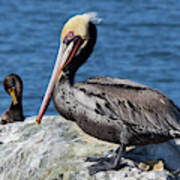 Brown Pelican On Tomales Bay #2 Poster