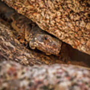 Brown Reptile Lizard Camouflaged Against Rocks #1 Poster