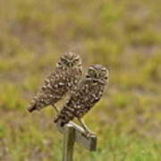 Burrowing Owl Pair #1 Poster