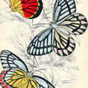 Butterflies. William Jardine #1 Poster