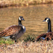 Canada Geese  #1 Poster