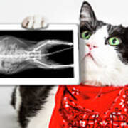 Cat With X Ray Plate #1 Poster