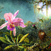Cattleya Orchid And Three Brazilian Hummingbirds Poster