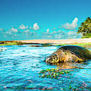 Chilling Honu #1 Poster