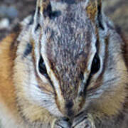 Nibbling Chipmunk Poster