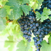 Closeup Of Fresh Purple Grape On Branch In Vineyard.  #1 Poster