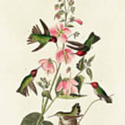 Columbian Humming Bird #1 Poster