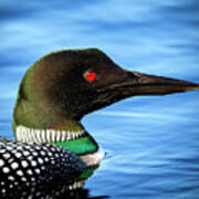 Common Loon Poster