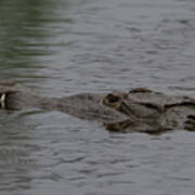 Crocodile In Rain #2 Poster