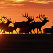 Elk At Sunrise #1 Poster