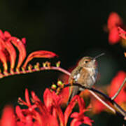 Female Rufous Hummingbird At Rest Poster