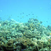 Fish Among Corals In Red Sea #1 Poster