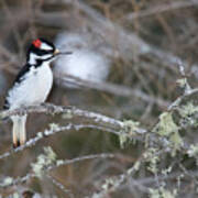 Hairy Woodpecker #1 Poster