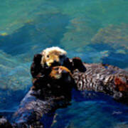 High Five Sea Otter Morro Bay California #2 Poster