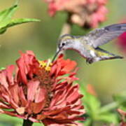Hummingbird Garden #2 Poster