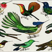 Hummingbirds #1 Poster