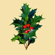 Holly With Berries Poster