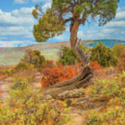 Juniper Tree, Black Canyon Of The Gunnison National Park, Colorado Poster