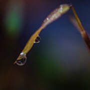 Macro Photography - Water Drops On Grass Poster