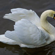 Mute Swan In Galway Bay, Ireland #3 #1 Poster