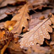 Oak Leaves And Rain Drops Poster