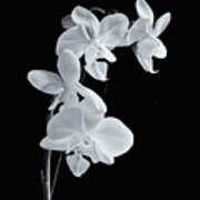 Orchids Black And White #1 Poster