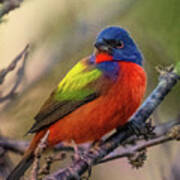 Painted Bunting  #1 Poster