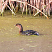 Pied-billed Grebe In Winter #1 Poster