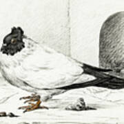 Pigeon And A Nest With An Egg  #1 Poster