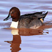 Pintail Reflections Poster