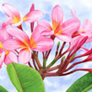 Plumeria #1 Poster