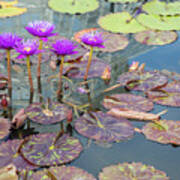 Purple Water Lilies And Pads Poster