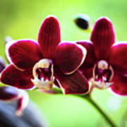 Red Orchid Flower #1 Poster