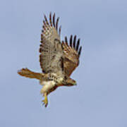 Red Tailed Hawk 3 #1 Poster