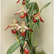 Reichenbachia Orchids #1 Poster