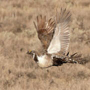 Sage Grouse On The Wing #1 Poster