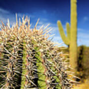 Saguaro Cactus In The Arizona Desert #1 Poster