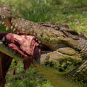 Saltwater Crocodile Eating Poster