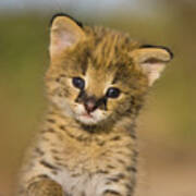 Serval Kitten #1 Poster