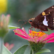 Silver-spotted Skipper #1 Poster